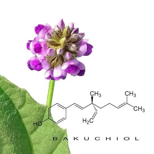 Bakuchiol, The Natural Retinol Alternative