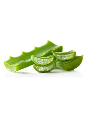 Fresh aloe vera leaves with translucent gel exposed from sliced sections