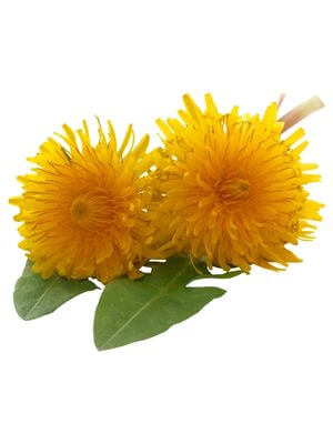 Bright yellow dandelion flowers with green leaves
