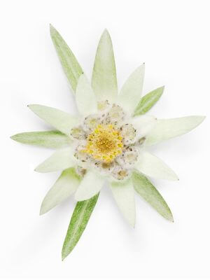 Pale green edelweiss flower with delicate white petals and a golden center