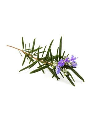 Rosemary sprig with slender green leaves and delicate purple flowers
